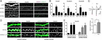 Eddig 3944 alkalommal nézték meg. Neuroligin 1 Controls Synaptic Abundance Of Nmda Type Glutamate Receptors Through Extracellular Coupling Pnas