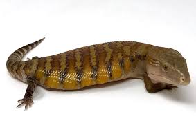 Tiliqua (blue tongue skinks) are terrestrial animals, meaning they live almost exclusively on the ground. Blue Tongue Skink Care Sheet Baby Northern Blue Tongue Skink Diet Habitat