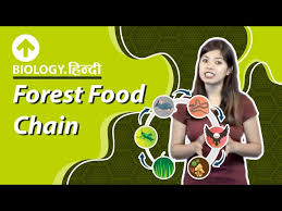 Transforming media into collaborative spaces with video, voice, and text commenting. Food Chain And Food Web Definition Diagram Examples Videos