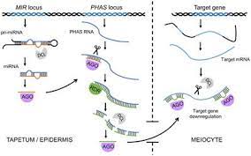 Check spelling or type a new query. Frontiers In Plant Science Plant Cell Biology