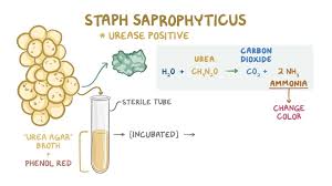 Image result for Staphylococcus Saprophyticus