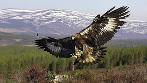 Wallpaper Golden Eagle Hd Unduh Gratis Wallpaperbetter