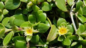 Image result for Delosperma tradescantioides