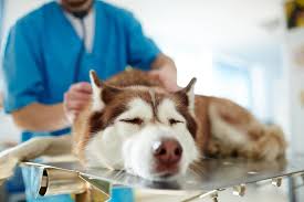 How to Manage Pain After Your Pet's Surgery