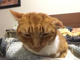 The condition is known as an ear hematoma, or. Meet Bing Bong He Presented To Our Rockhill Veterinary Associates Facebook