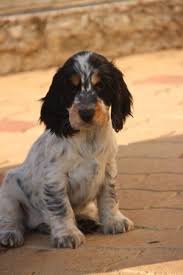 Cocker Spaniel Anglais Chiot Cocker Chien Setter Chiots Epagneul