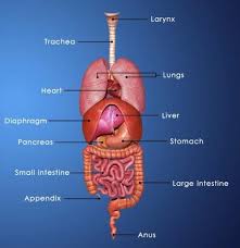 Apologia general science, module 13, the human digestive system. Digestive System Of A Frog Aptly Explained With A Labeled Diagram Biology Wise