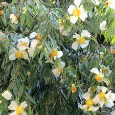 Maybe you would like to learn more about one of these? Nagasari Tanaman Pelindung Superstisi Kompasiana Com