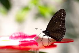 昆虫写真図鑑 ムシミル