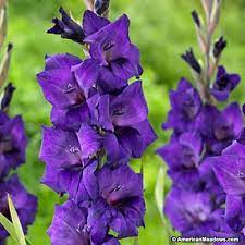 Purple Flora Gladiolus Summer Blooming Flowers Gladiolus Gladiolus Flower