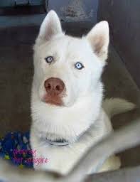 The siberian husky & alaskan malamute cross is a relatively healthy breed with a lifespan of 10 to 14 years, but some enjoy a life expectancy of up to 15 years. Alaskan Malamute Husky Mix White Pets Lovers