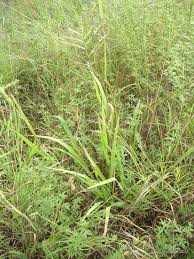 Image result for Urochloa oligotricha