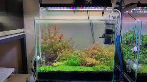 Aquascape Ducth Style Di 2021