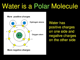 It also acts as a polar solvent. Water Ppt Download