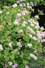 Image result for Spiraea japonica ´Little Princess