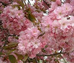 Kanzan Flowering Cherry Trees For Sale Online View Now Cerisier Japonais Fleur Japonaise Arbre Fleuri