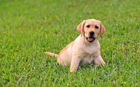 Puppy Time Pictures For Background Cute Labrador Puppies Puppy Wallpaper Lab Puppies