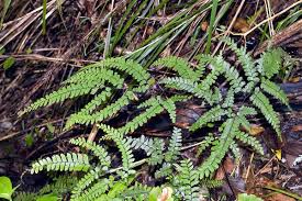 Image result for Adiantum vogelii