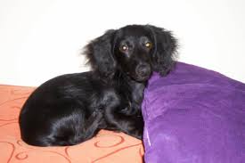 Black And Brown Wiener Dog Puppy Buster Brown Sweetest Solid Black Long Haired Dachshund Ever Black Dachshund Long Haired Dachshund Wiener Dog