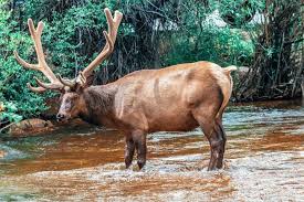 Find 204 listings related to old fashion photography in estes park on yp.com. 20 Fun Things To Do In Estes Park Colorado That Texas Couple