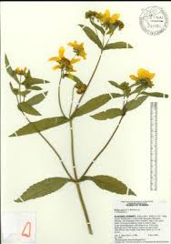 Image result for Bidens burundiensis