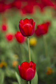 Bunga tulip merah sangat cocok untuk mengungkapkan isi hati anda pada pasangan. Tulip Merah Bunga Tulip Merah Menanam Taman Musim Semi Bunga Bunga Makro Indah Alam Pikist