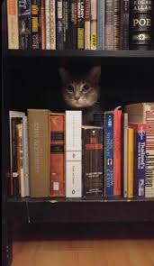 𝙷𝚊𝚕𝚊 adli kullanicinin aesthetic panosundaki pin kedi komik hayvanlar sevimli kedi yavrulari