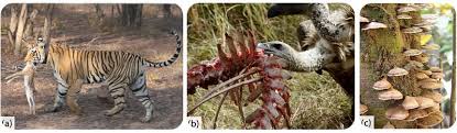 They have the following characteristics Roles In An Ecosystem Read Earth Science Ck 12 Foundation