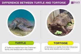 File:Aldabra Giant Tortoise-Lucky.Jpg - Wikimedia Commons