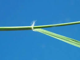 Image result for Panicum funaense