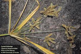 Image result for Cyperus alopecuroides