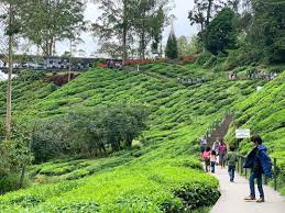 To the north, its boundary touches that of kelantan; Harga Tiket Ladang Teh Boh 2021 Diskaun Tour