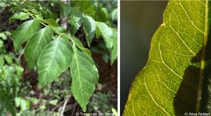 Image result for Clausena