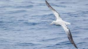 Der Wander Albatros Der Grosste Fliegende Vogel Wird Immer Seltener Rote Liste Br Wissen