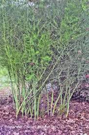 Image result for Asparagus exuvialis