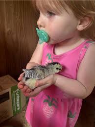 Selling reptile collection in Charleston area