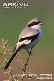 Pin On Tweeters