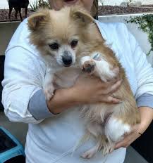 The pomchi is a mixed breed the result of crossing a pomeranian with a chihuahua. Dog For Adoption Tiny A Pomeranian Chihuahua Mix In Manhattan Beach Ca Petfinder