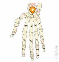 Image result for Capitate Bone