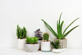 Je wärmer die luft ist, desto mehr wasserdampf kann sie aufnehmen. Mit Oder Fur Zimmerpflanzen Die Luftfeuchtigkeit Senken Tipps Und Tricks