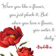 So if you love a flower, let it be.love is not about possession. When You Like A Flower You Just Pluck It But When You Love A Flower You Water It Daily Buddha Buddha Quo When You Love Instagram Photo Photo And Video