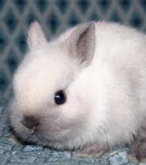 Bebes Lapins Decouvrez Ces Irresistibles Petites Boules De Poils En Images Bebes Lapins Lapereau Bebe Animaux Mignon