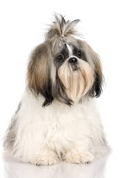 It was getting so bad that we were considering getting rid of her. Breed Review Shih Tzu Dogs And Pups Argos Pet Insurance