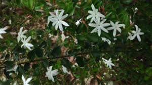 Image result for Jasminum multiflorum