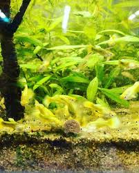 Cureoglu Pet Full Gold Lepistes Ve Daha Bircok Balik