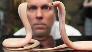 Pagesbusinessesarts & entertainmentzoowildlife sanctuarywatvideoscatches albino cobra & monocled cobra in a den. Sexing Deadly Baby Cobras Brian Barczyk Youtube