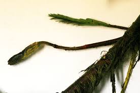 Image result for Aeschynomene fluitans