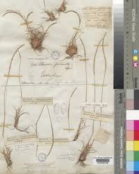 Image result for Microchloa afra