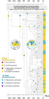 Image result for Strephonema mannii