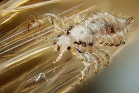 When your cat's got an itch she can't scratch, there's a small chance it could be cat lice. Head Lice Richland Health